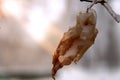 A dry leaf frozen in ice in the winter