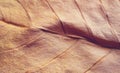 Dry leaf golden texture abstract wallpaper for creatives