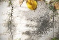 Dry leaf/grass on old concrete floor texture. Royalty Free Stock Photo
