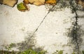 Dry leaf/grass on old concrete floor texture. Royalty Free Stock Photo