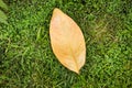 Dry brown leaf on a green grass background