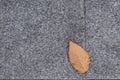 Dry leaf on grey stone floor texture Royalty Free Stock Photo