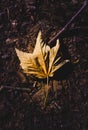 Dry leaf on the ground in autumn fall season