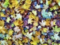 Dry leaf on ground. leafs cover surface. Beautiful nature color from green to red or orang Royalty Free Stock Photo