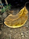Dry Leaf On The Ground Royalty Free Stock Photo