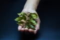 Dry leaf with a hand planting it.