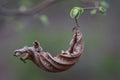 Dry leaf hanging on the branch with fresh green buds in spring Royalty Free Stock Photo