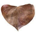 Dry leaf heart shaped.