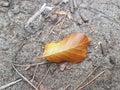 Dry Leaf in Heusenstamm city in Germany