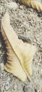 Dry leaf inside millipede insect Royalty Free Stock Photo