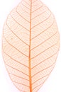 Dry leaf isolated