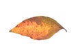 Dry leaf isolated on white background Royalty Free Stock Photo