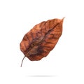 Dry leaf isolated on white background. Decay brown leaves for your design. Clipping paths object