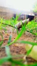 dry leaf on land in grass closeup vertical wallpaper