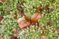 Dry leaf on moss background Royalty Free Stock Photo