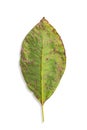 Dry leaf. One drying green leaf isolated on white background. Selective focus Royalty Free Stock Photo