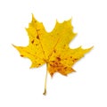 Dry leaf. One yellow maple leaf isolated on white background. Selective focus Royalty Free Stock Photo