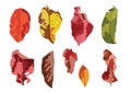 Dry leaf paint colorful on white background