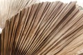 Dry leaf of palm tree close-up.