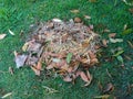 Dry leaf pile on green grass