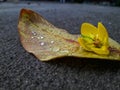 Dry leaf with raindrop on gray cement