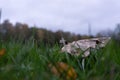 Dry leaf resting on the grass