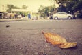 Dry leaf on the road ; selective focus
