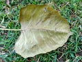 Dry leaf of sacred fig plant image india Royalty Free Stock Photo