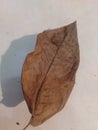 a dry leaf in the dry season, taken from the top position