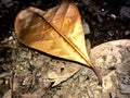 Dry Leaf On The Ground Royalty Free Stock Photo