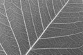 Dry leaf skeleton with white veins, on black Royalty Free Stock Photo