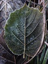 Dry leaf, snow and ice Royalty Free Stock Photo
