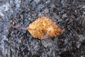 Dry leaf, snow and ice Royalty Free Stock Photo