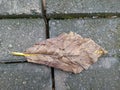 Dry Leaf on Stone Pavement Royalty Free Stock Photo