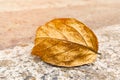 Dry leaf on the street,Autumn background concept