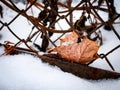 Dry leaf stuck on wire fence on white snow background Royalty Free Stock Photo