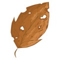 A dry leaf in summer Royalty Free Stock Photo