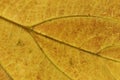 Dry Leaf Texture Background Close Up Royalty Free Stock Photo