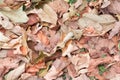 Dry leaf texture background with copy space Royalty Free Stock Photo