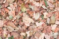 Dry leaf texture background with copy space Royalty Free Stock Photo