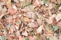 Dry leaf texture background with copy space Royalty Free Stock Photo