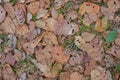 Dry leaf texture background Royalty Free Stock Photo