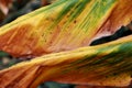 Dry leaf texture background. - Image Royalty Free Stock Photo