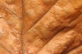 Dry Leaf Texture for Backgrounds Royalty Free Stock Photo