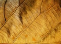 Dry leaf texture for backgrounds. Royalty Free Stock Photo