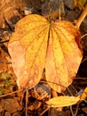 Dry leaf texture -1 Royalty Free Stock Photo