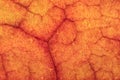 Dry Leaf Texture. Macro Closeup. Royalty Free Stock Photo