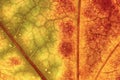 Dry Leaf Texture. Macro Closeup. Royalty Free Stock Photo