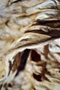 Dry leaf texture, natural organic background, close up detail, soft sepia