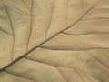 Dry leaf texture for pattern. Background or wall paper Royalty Free Stock Photo